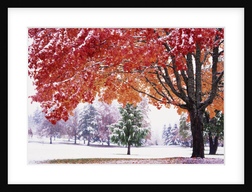 Autumn Snow by Anonymous