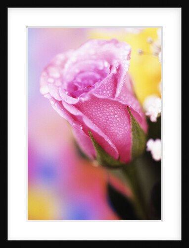Close-up of Pink Rose by Anonymous