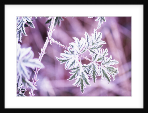 Frost on Bush by Anonymous