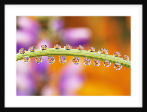 Water Drops on Stem by Anonymous