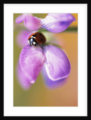 Ladybug Perching on Flower by Anonymous
