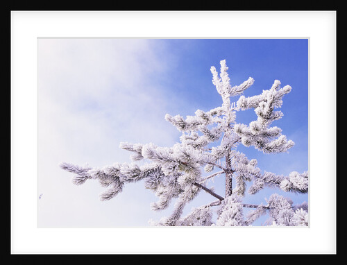 Frost on Tree Branches by Anonymous