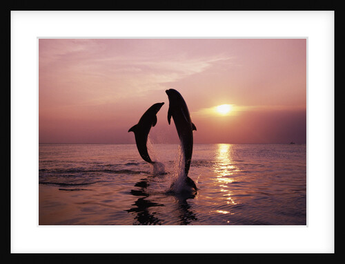 Dolphins Jumping During Sunset by Anonymous