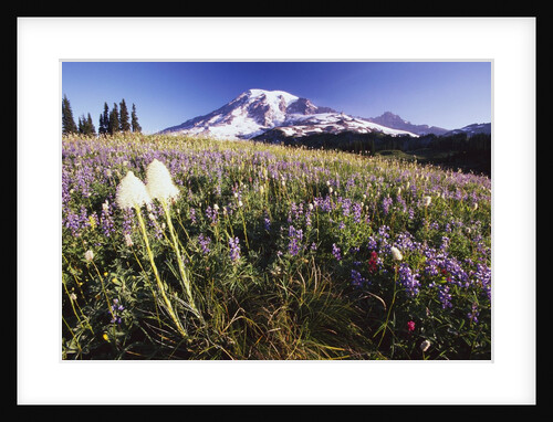 Flowers and Mt. Rainier by Anonymous
