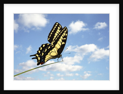 Swallowtail on a Blade of Grass by Anonymous