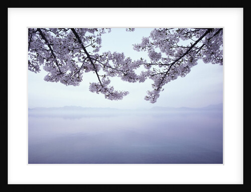 Lake Tazawa and Cherry Blossoms by Anonymous