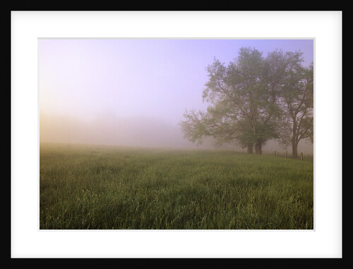 Morning Fog in Great Smoky Mountains National Park by Anonymous