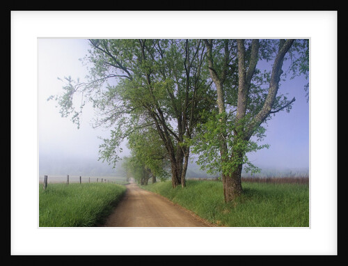 Fog Over Rural Road in Great Smoky Mountains by Anonymous