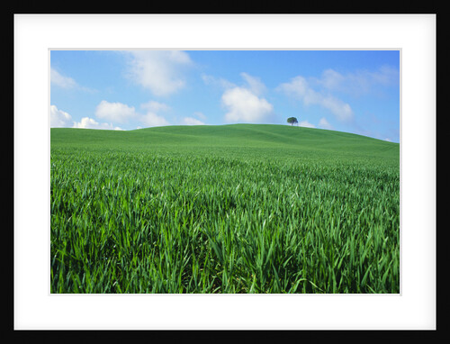 Lone Tree in Spring Wheat Field by Anonymous