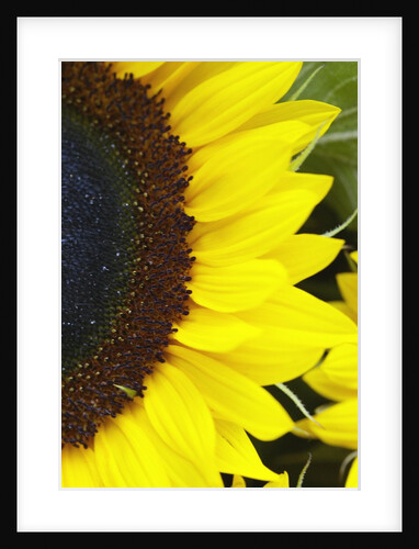 Sunflower by Anonymous