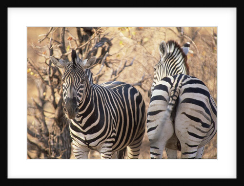 Zebras by Anonymous