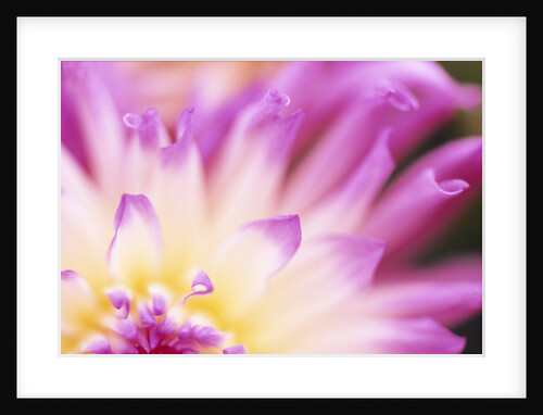 Dahlia Flower by Anonymous