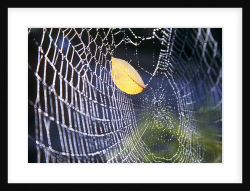 Leaf Caught in Spiderweb by Anonymous