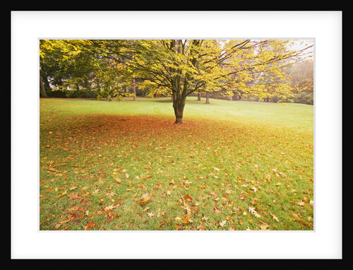 Autumn Leaves in Grass by Anonymous