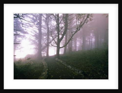 Path Through Foggy Woods by Anonymous
