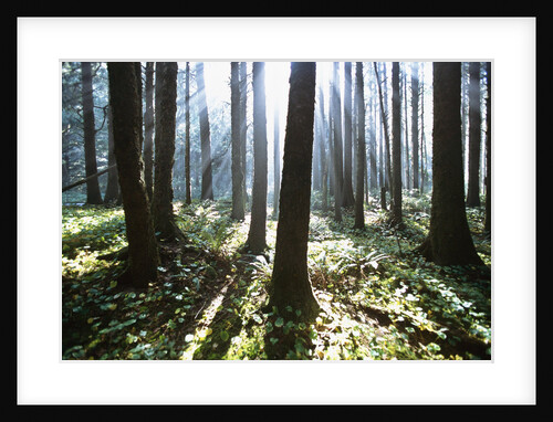 Sunlight Illuminating Forest by Anonymous