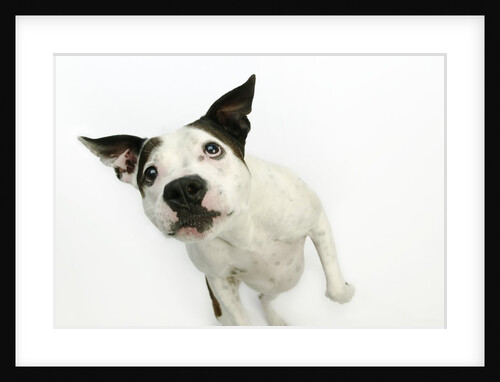 Pit Bull Looking Up by Anonymous