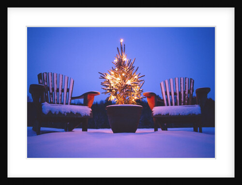 Small Christmas Tree Outdoors by Anonymous