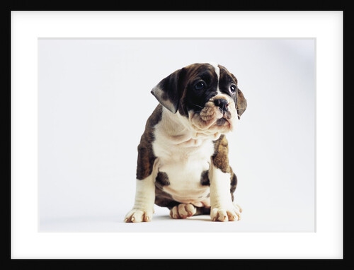 Bulldog Puppy by Anonymous