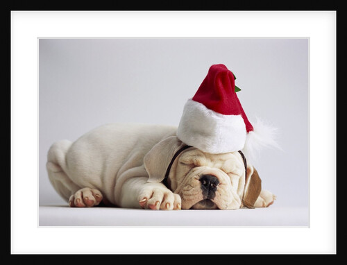 Bulldog Puppy Wearing Santa Hat by Anonymous