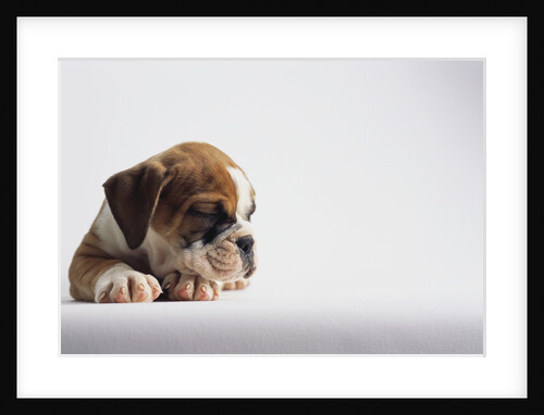 Bulldog Puppy by Anonymous