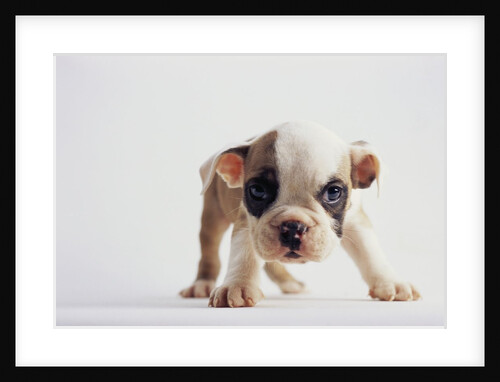 Bulldog Puppy by Anonymous