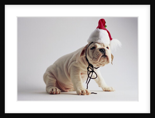 Bulldog Puppy Wearing Santa Hat by Anonymous