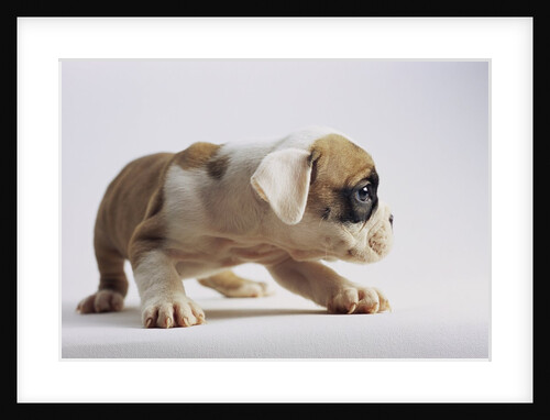 Bulldog Puppy by Anonymous