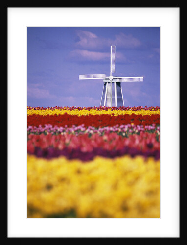 Windmill in Tulip Field by Anonymous