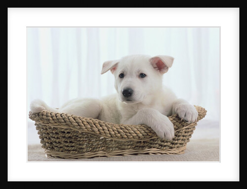 German Shepherd Pup Resting in a Wicker Basket by Anonymous