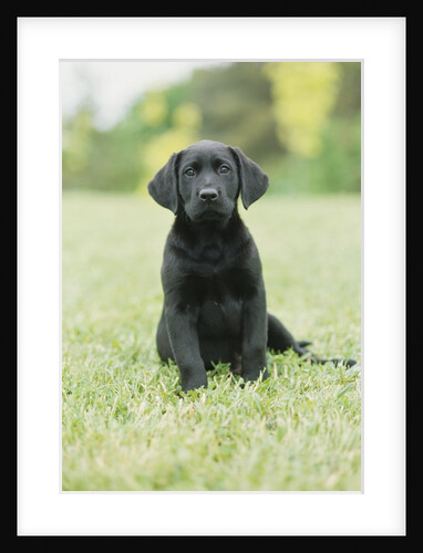 Black Labrador Puppy by Anonymous