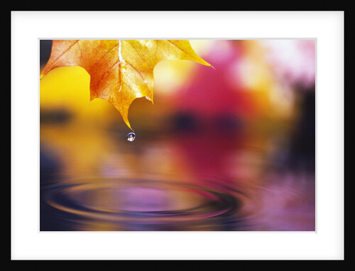 Water Dropping from Maple Leaf by Anonymous