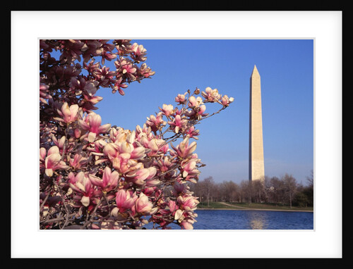 Blooming Magnolia near Washington Monument by Anonymous