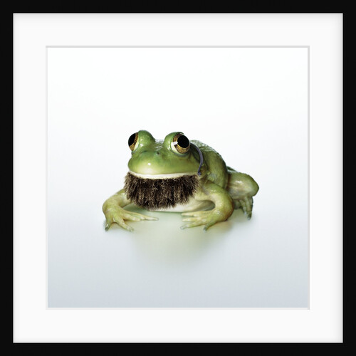 Frog Wearing Beard by Anonymous