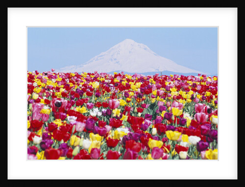 Tulip Field and Mount Hood by Anonymous