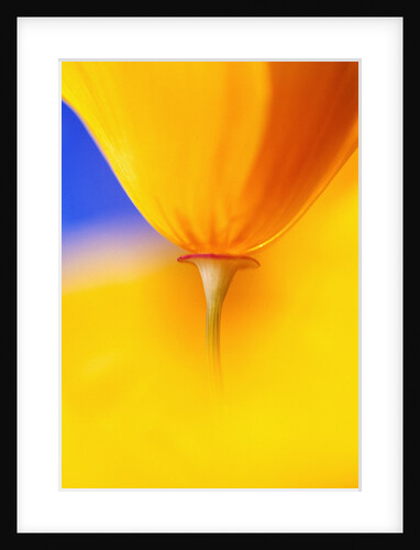 Yellow Poppy Flower by Anonymous