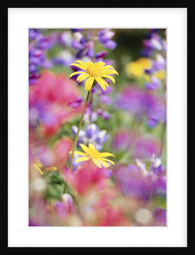 Yellow Daisies Among Flowers by Anonymous
