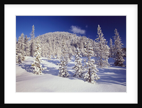 Evergreen Trees Covered in Snow by Anonymous