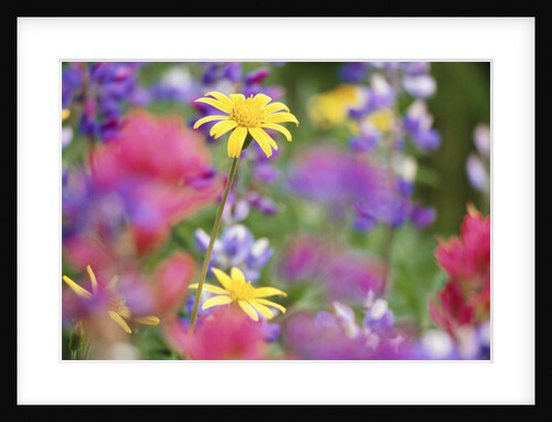 Yellow Daisies Among Flowers by Anonymous
