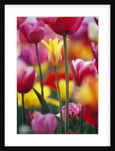 Colorful Tulip Flowers by Anonymous