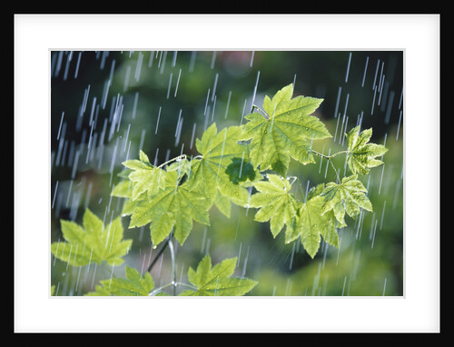 Rain Falling on Vine Maple Leaves by Anonymous