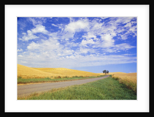 Dirt Road Running Through Farm Fields by Anonymous
