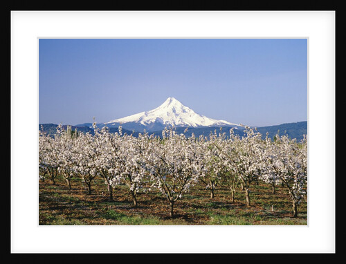 Apple Blossoms Against Mt. Hood by Anonymous