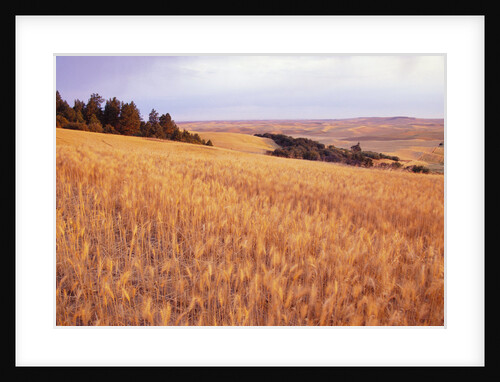 Wheat Fields During Sunset by Anonymous