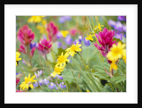 Flowers Growing in Field by Anonymous