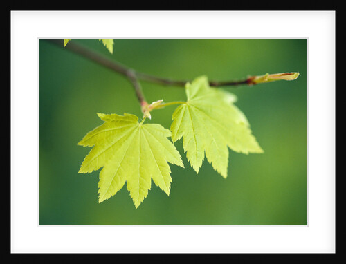 Pair of Leaves Hanging on Branch by Anonymous
