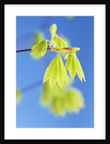 Leaves Drooping on Branch by Anonymous