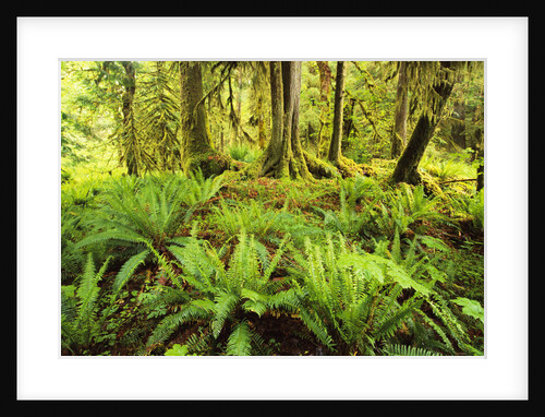 Rain Forest with Old Trees by Anonymous