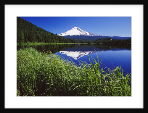 Lakeside Grass and Mt. Hood by Anonymous