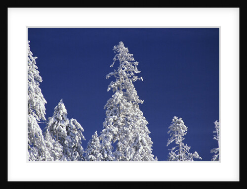 Snow Covering Trees Against Sky by Anonymous